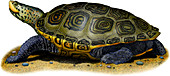 Diamondback Terrapin,Illustration