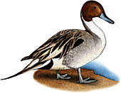 Northern Pintail Duck,Illustration
