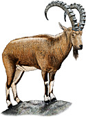 Nubian Ibex,Illustration