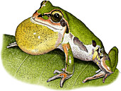 Ornate Chorus Frog,Illustration