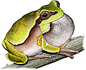 Pine Barrens Treefrog,Illustration