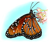 Queen Butterfly,Illustration