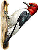 Red-bellied Woodpecker,Illustration