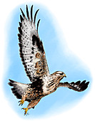 Rough-legged Hawk,Illustration