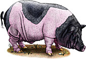Saddleback Pig,Illustration