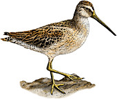 Short-Billed Dowitcher,Illustration