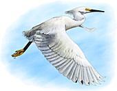 Snowy Egret,Illustration