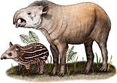 South American Tapir,Illustration