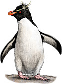 Southern Rockhopper Penguin,Illustration