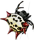 Weaver Spider,Illustration