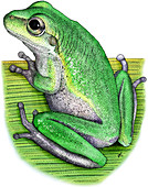 Squirrel Treefrog,Illustration