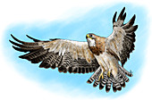 Swainson's Hawk,Illustration