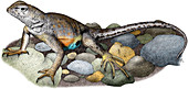 Texas Earless Lizard,Illustration