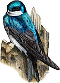 Tree Swallow,Illustration