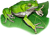 Waxy Monkey Treefrog,Illustration