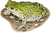 Western Green Toad,Illustration