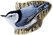 White-Breasted Nuthatch,Illustration