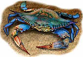 Atlantic blue crab,Illustration