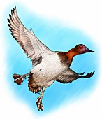 Canvasback duck,Illustration