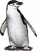 Chinstrap penguin,Illustration