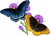 Fritillary butterflies,Illustration