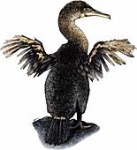 Flightless cormorant,Illustration