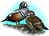 Harlequin ducks,Illustration