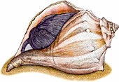 Knobbed whelk,Illustration