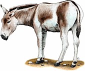Mongolian wild ass,Illustration