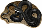 Northern black racer snake,Illustration
