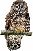 Northern spotted owl,Illustration