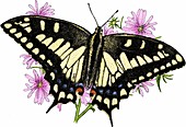 Swallowtail butterfly,Illustration
