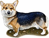 Pembroke welsh corgi,Illustration
