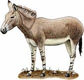 Somali wild donkey,Illustration