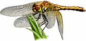 Meadowhawk dragonfly,Illustration