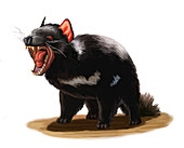 Tasmanian Devil,Illustration