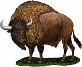 Ancient Bison,Illustration
