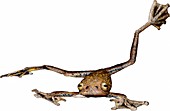 Annam Flying Frog,Illustration