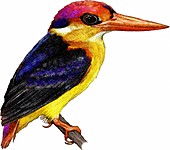 Black-backed Kingfisher,Illustration