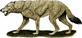 Dire Wolf,Illustration
