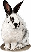 Domestic Rabbit,Illustration