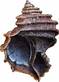 Ecphora Gardnerae,Illustration