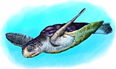 Flatback Sea Turtle,Illustration
