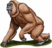 Gigantopithecus,Illustration
