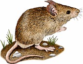 House Mouse,Illustration