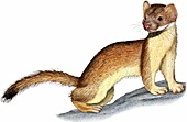 Long-tailed Weasel,Illustration