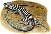 New Mexico Whiptail Lizard,Illustration