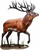 Red Deer,Illustration