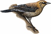Rusty Blackbird,Illustration