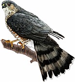 Sharp-shinned Hawk,Illustration